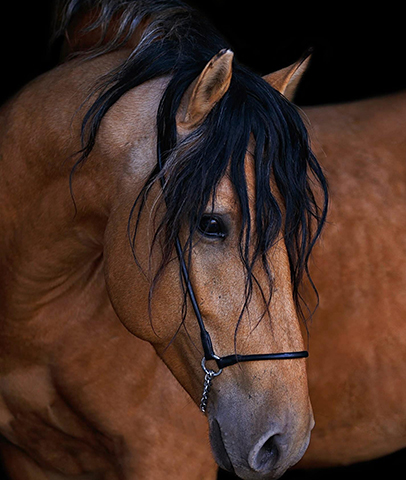 Wattlelane Stables