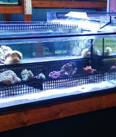 Fine Pebble Aquarium