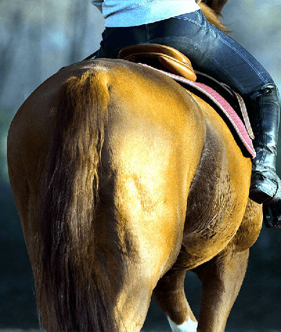 Cedar Lodge Equine Products